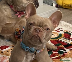 French Bulldog dogs - Advert 10