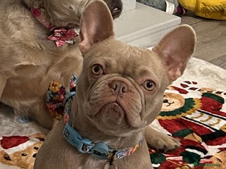 French Bulldog dogs - Advert 2