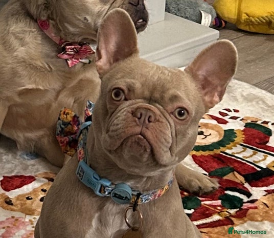 French Bulldog dogs - Advert 5