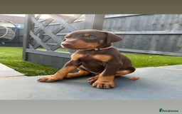 Dobermann dogs for sale: Doberman puppies - Image 4