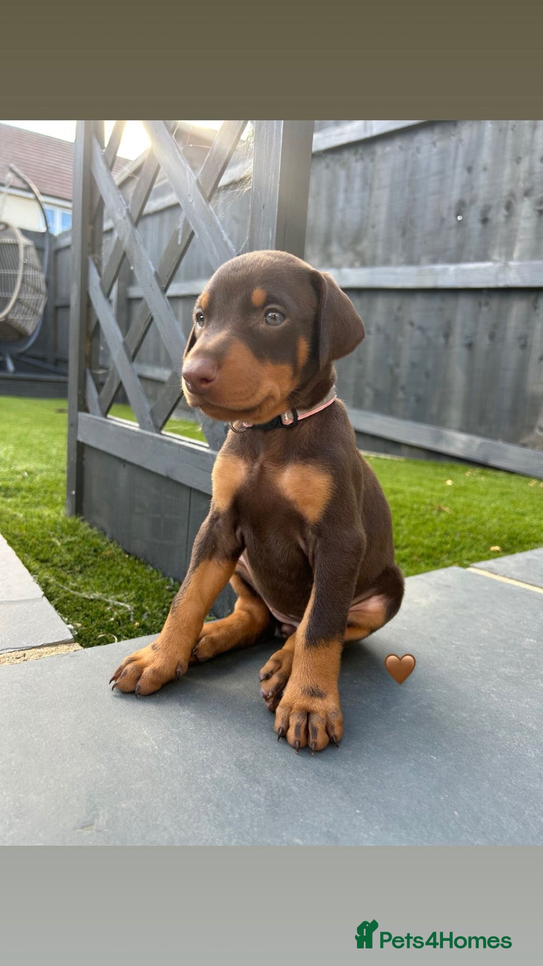 Dobermann dogs for sale: Doberman puppies - Image 4