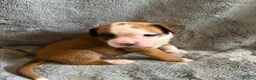 Boxer dogs for sale:  Pedigree boxer puppies – 4 Girls & 2 Boys in Brentwood - Advert 5