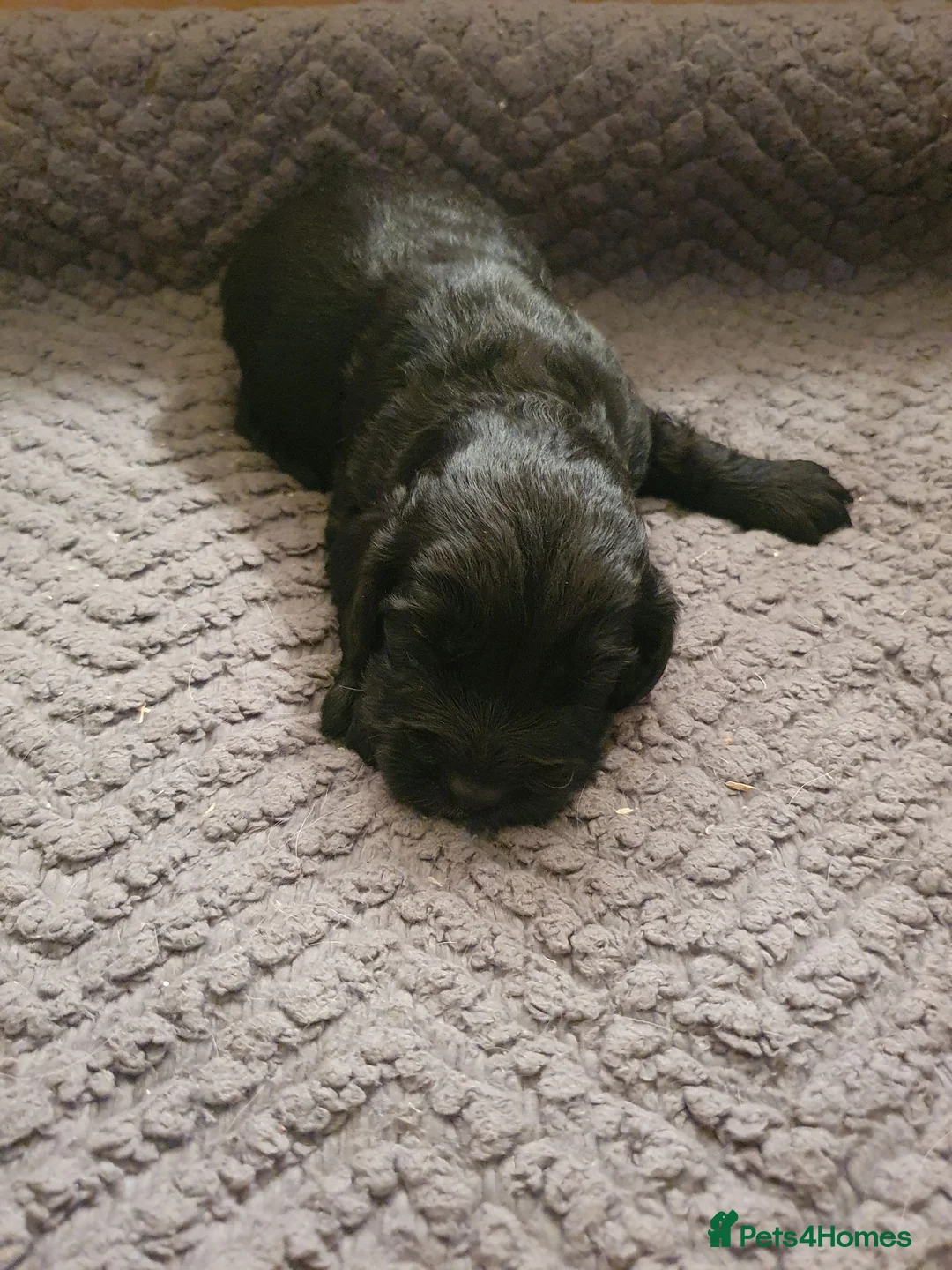 Cocker Spaniel dogs for sale: Kc reg working cocker spaniel puppies  - Advert 9