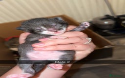 Mixed Breed cats for sale: 4 male kittens ready 12th October  - Image 4