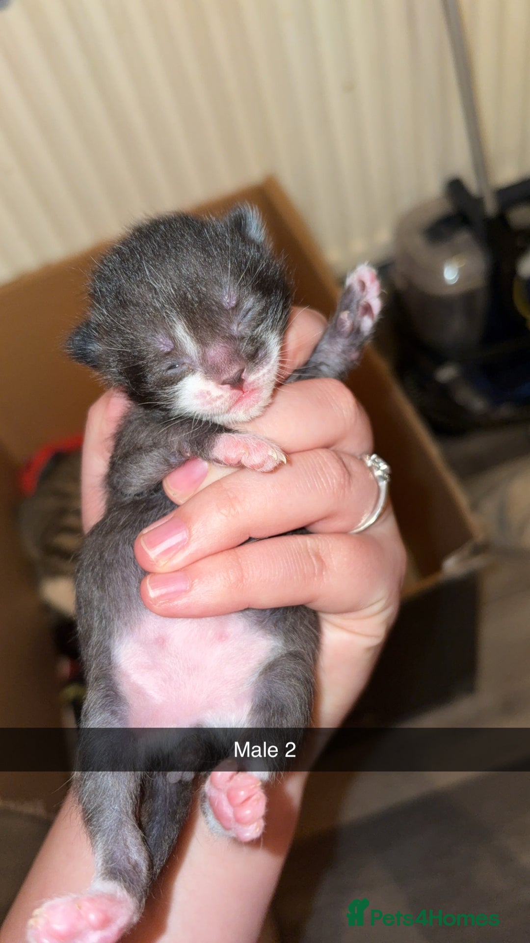 Mixed Breed cats for sale: 4 male kittens ready 12th October  - Image 4