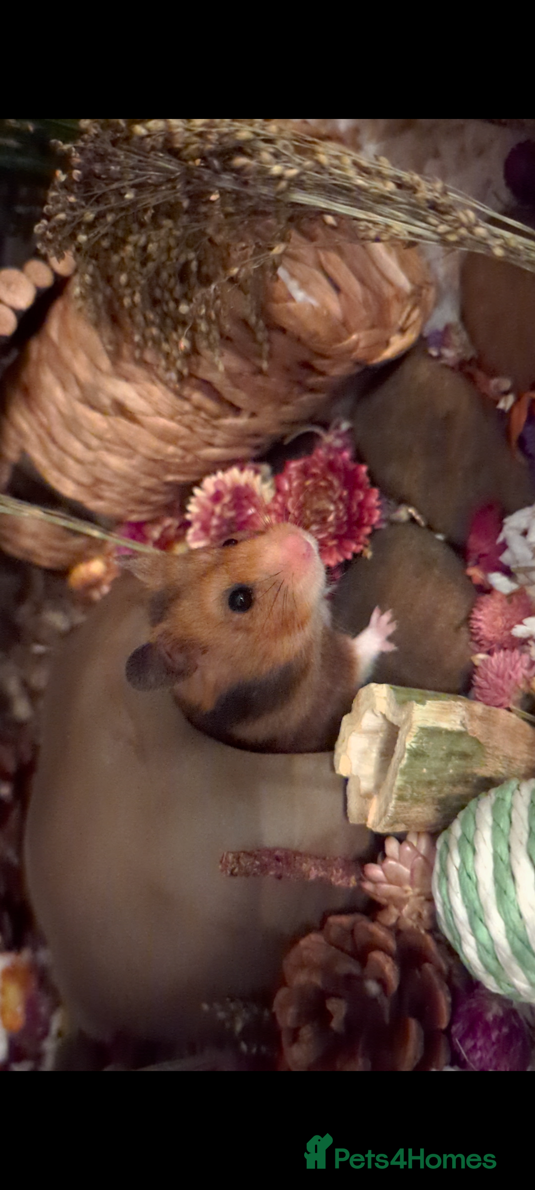 Hamster rodents for sale: Beautiful hammy in need of loving home - Advert 4