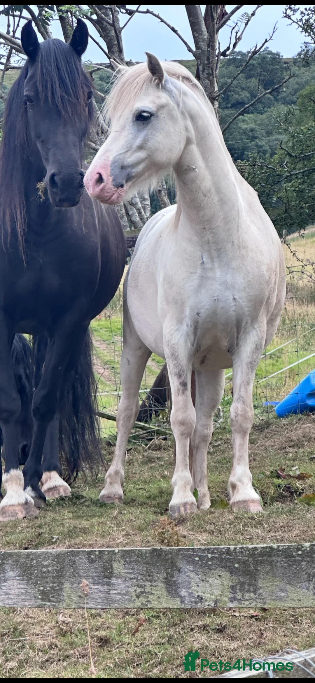 Welsh Section A horses for sale: Stunning Section A Gelding in Pickering - Advert 4