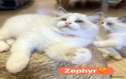 Ragdoll cats for sale: 💖Beautiful Ragdoll💖 Tica register  - Image 11