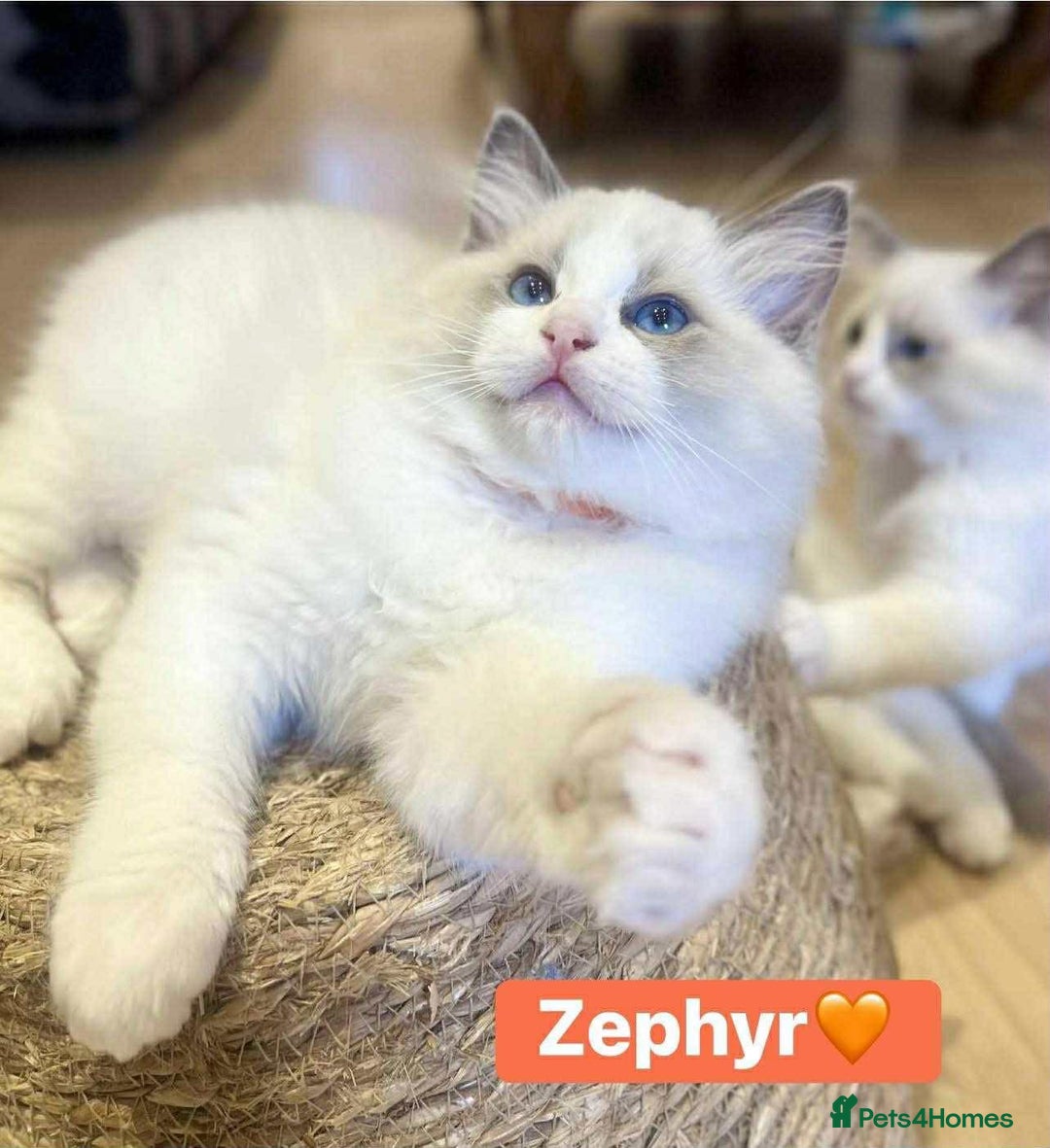 Ragdoll cats for sale: 💖Beautiful Ragdoll💖 Tica register  - Image 11