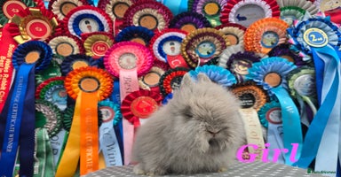 Lionhead rabbits Gorgeous Purebred Lionheads available  - Advert 13