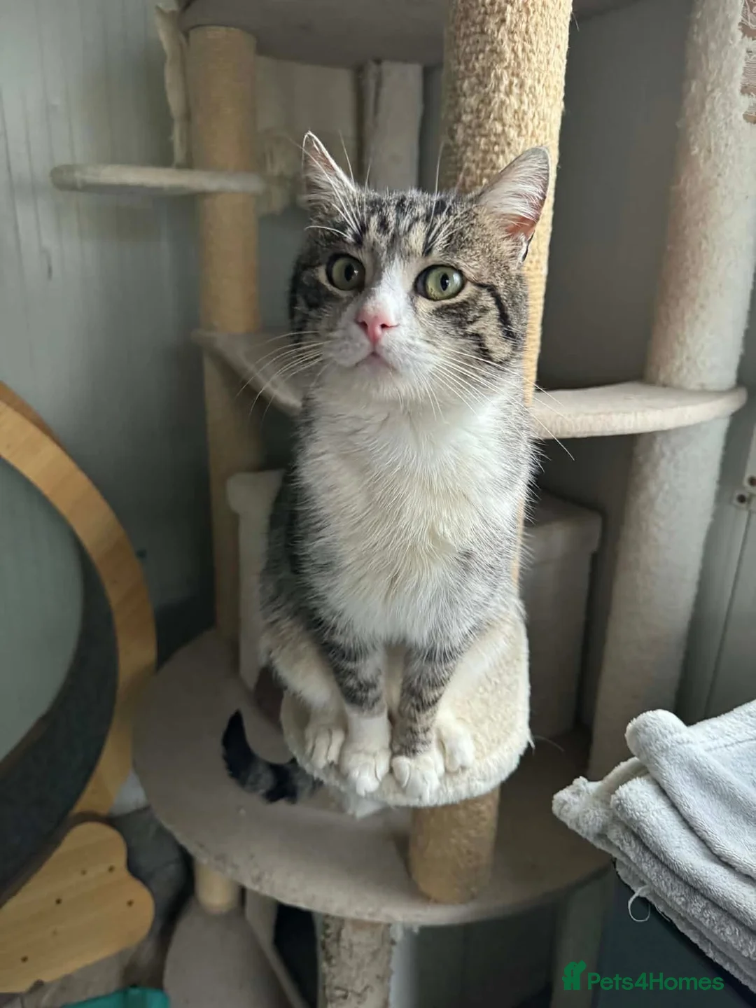 Mixed Breed cats for adoption: Norman - Norwich Norfolk  in Norwich - Advert 2