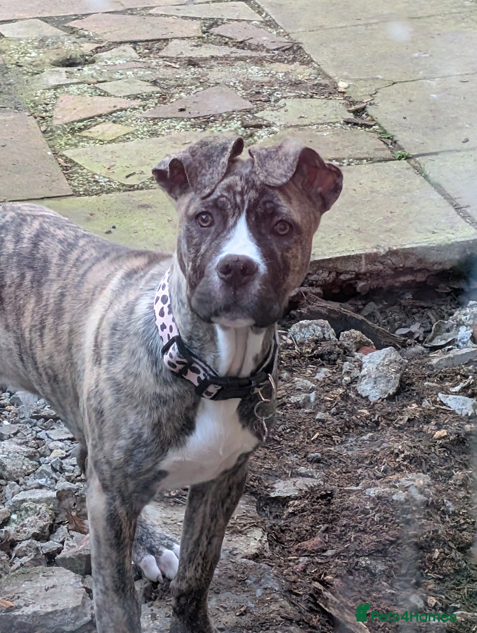 Mixed Breed dogs Koko. - Advert 1