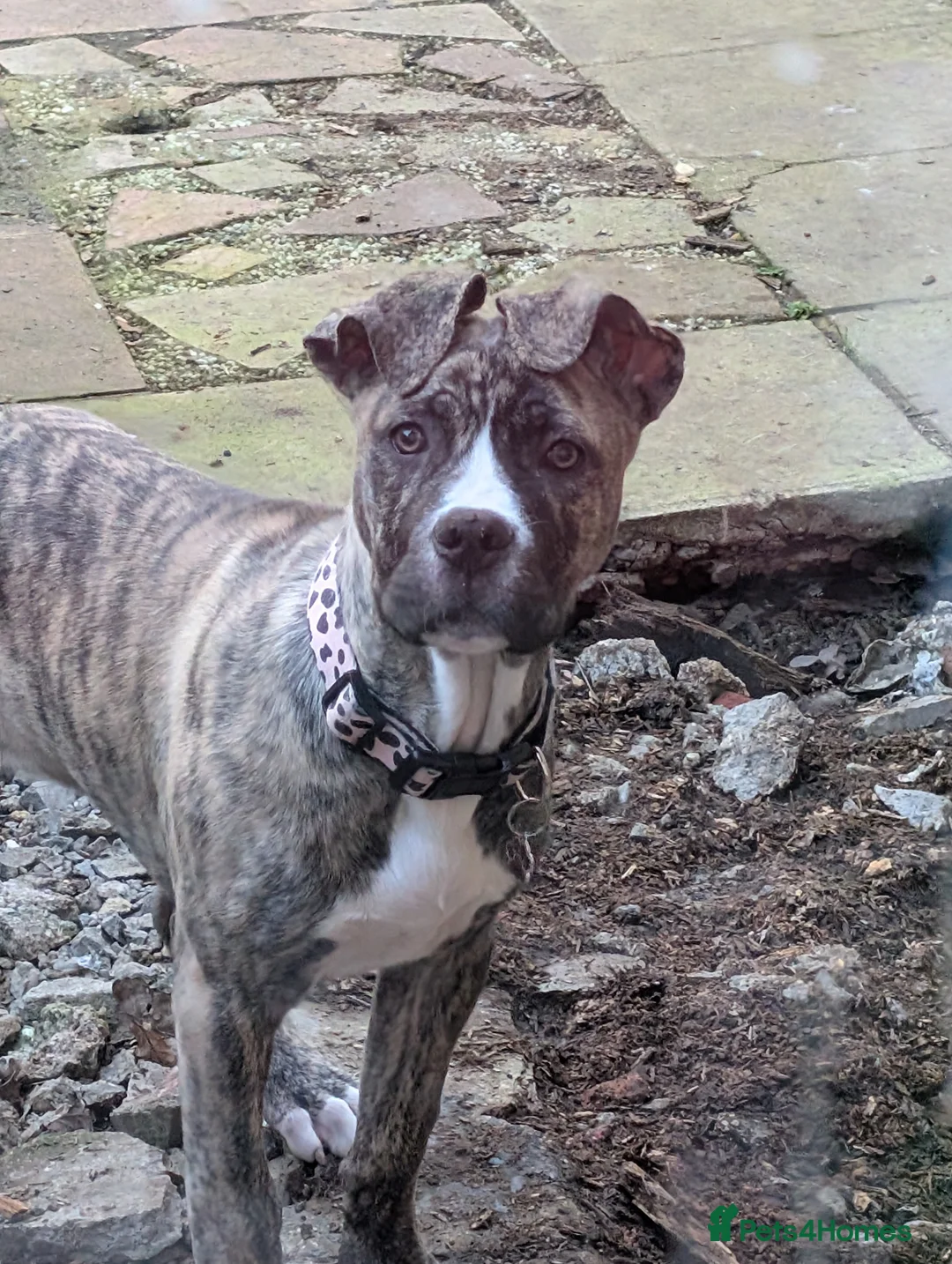 Mixed Breed dogs for sale: Koko. in Coulsdon - Advert 1