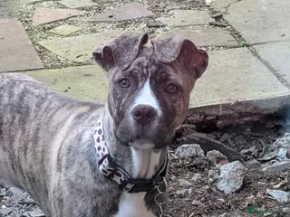 Mixed Breed dogs Koko. - Advert 2