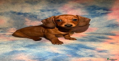 Dachshund dogs - Advert 4