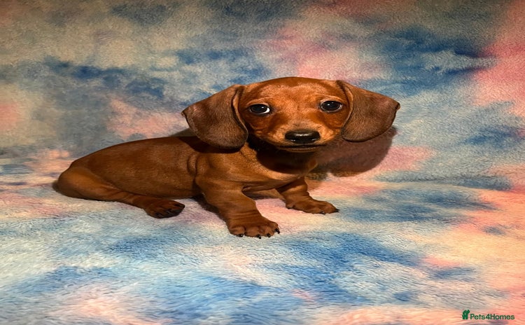 Dachshund dogs - Advert 7