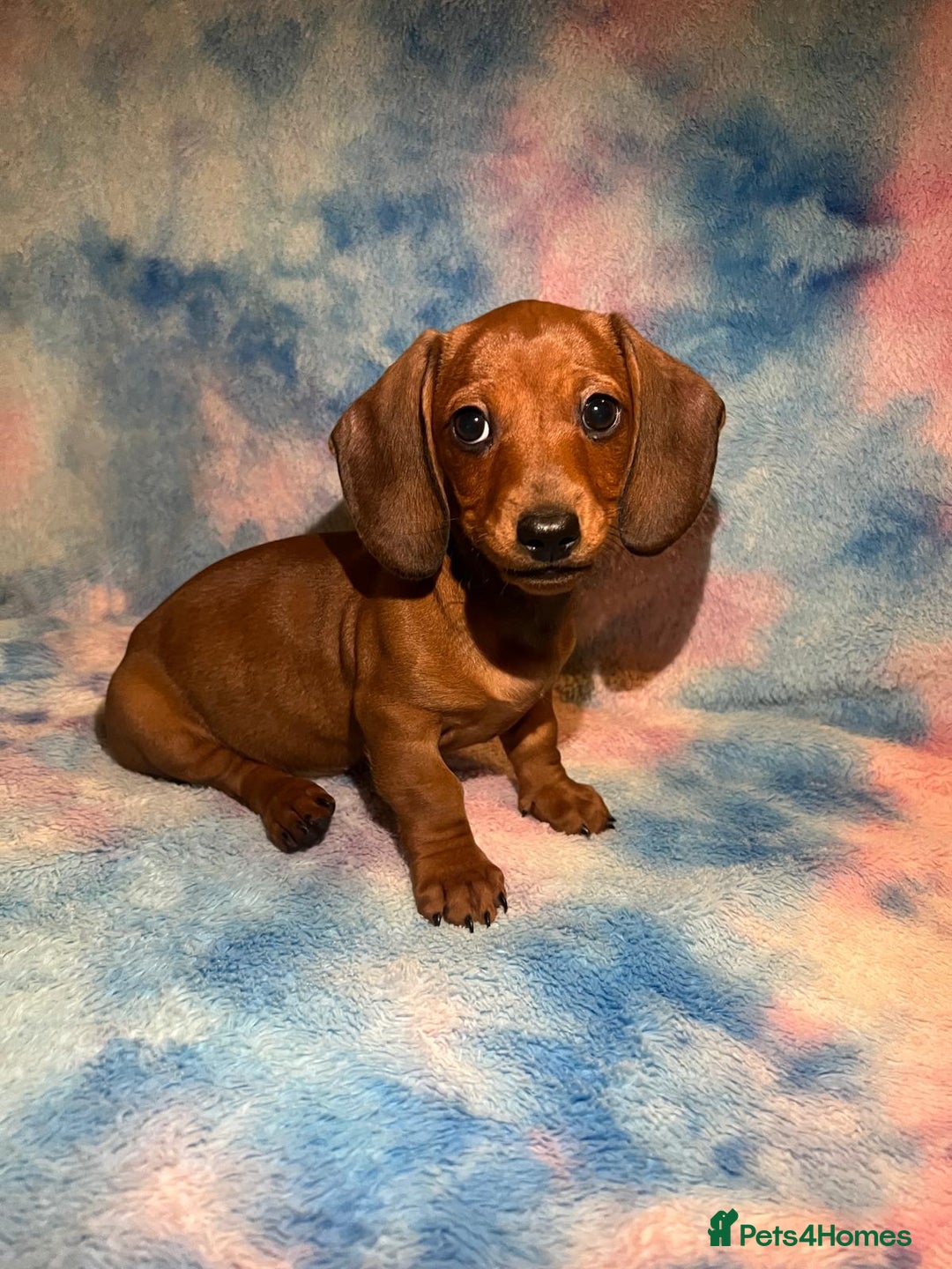Dachshund dogs for sale: Ready to leave Miniature Dachshund Puppies  - Image 1
