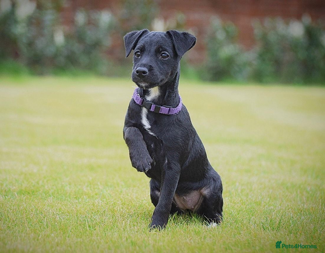 Patterjack dogs Last girl READY NOW! 5⭐️licensed breeders - Advert 1