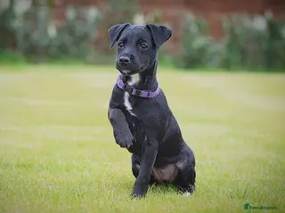 Patterjack dogs Last girl READY NOW! 5⭐️licensed breeders - Advert 3