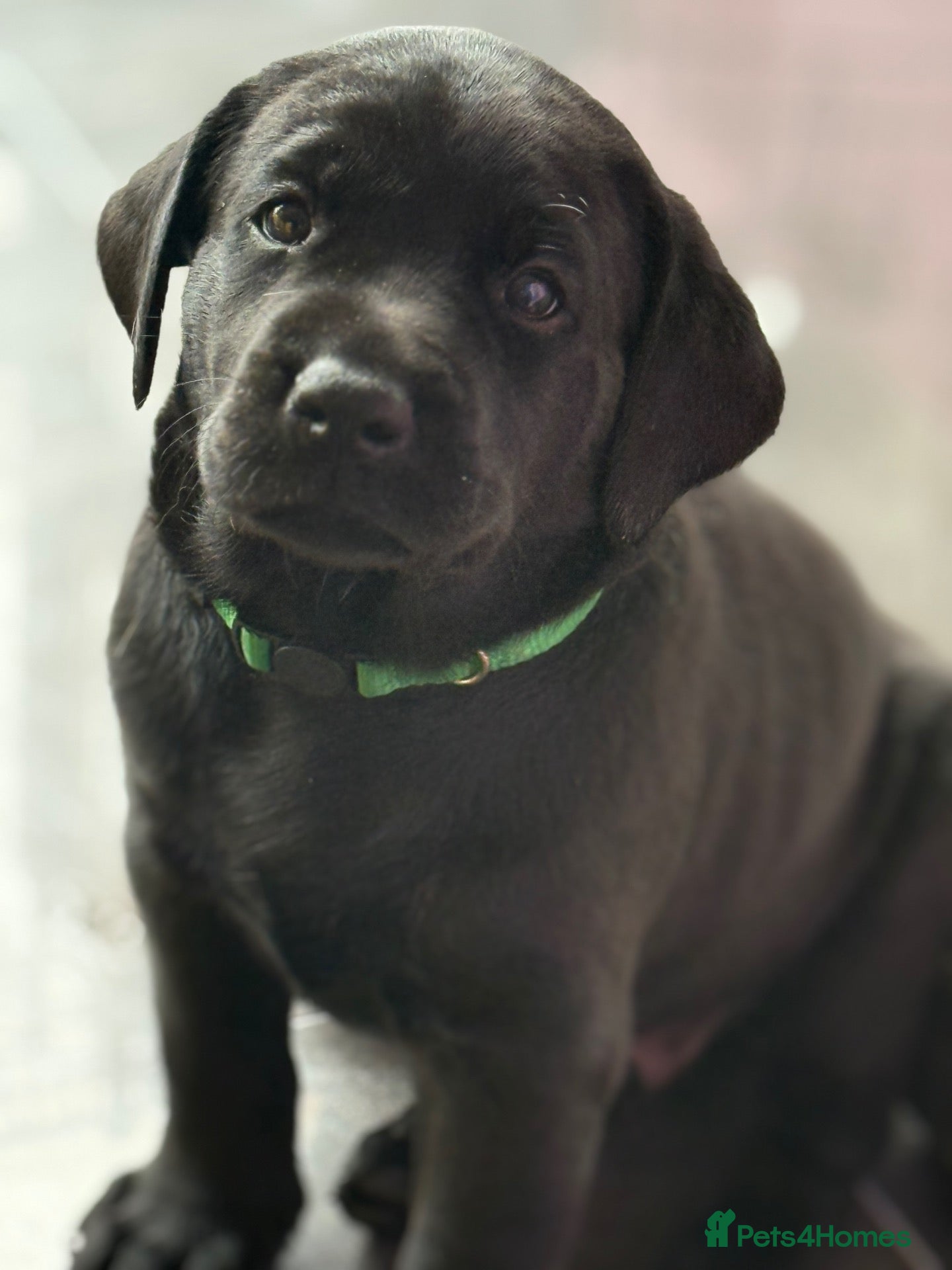 Labrador Retriever dogs ALL PUPS RESERVED NOW  - Advert 1