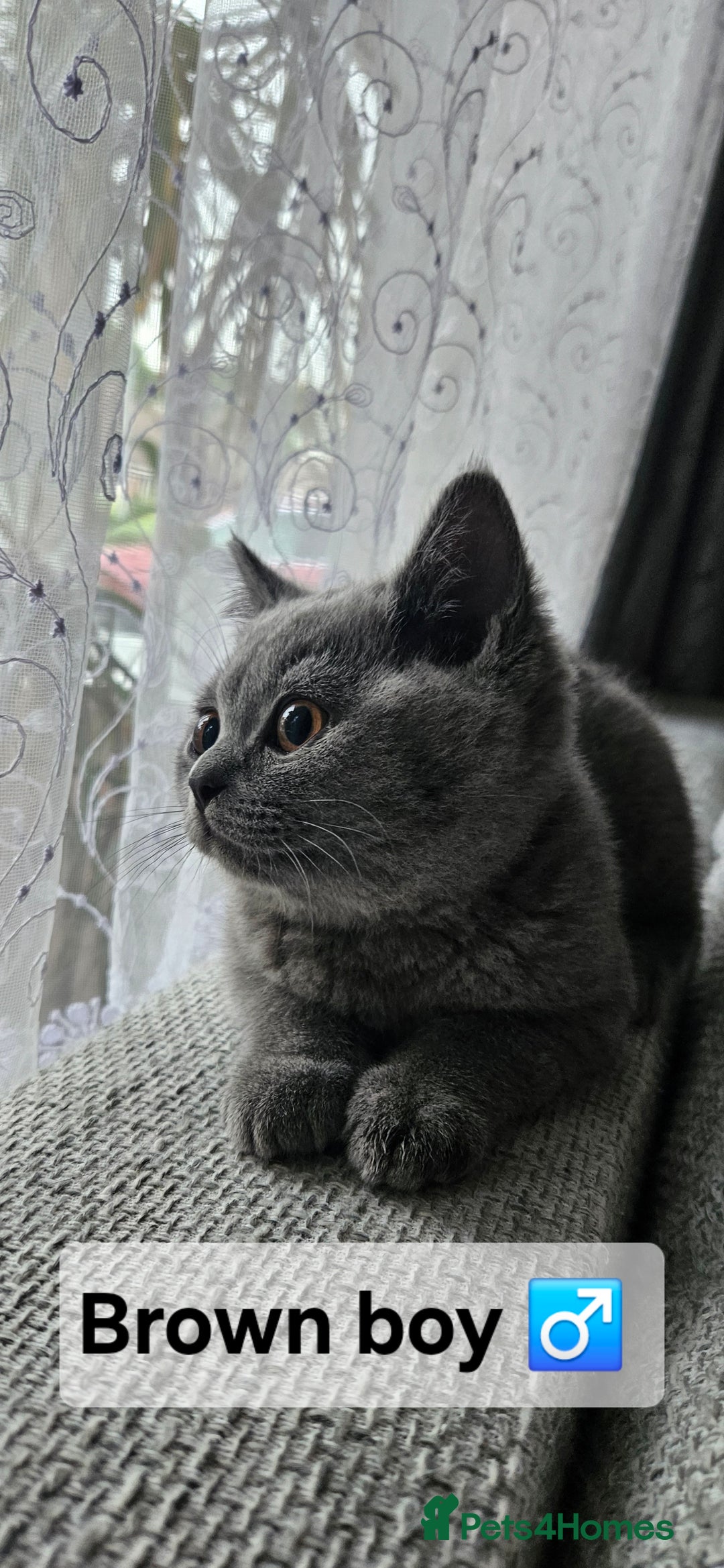 British Shorthair cats for sale: Beautiful Pedigree British short hair kittens🐈 in Buckhurst Hill - Image 17