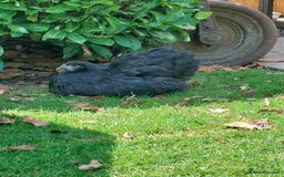 Chickens poultry for sale: Black Orpingtons 1xFemale & 1xMale  - Image 1
