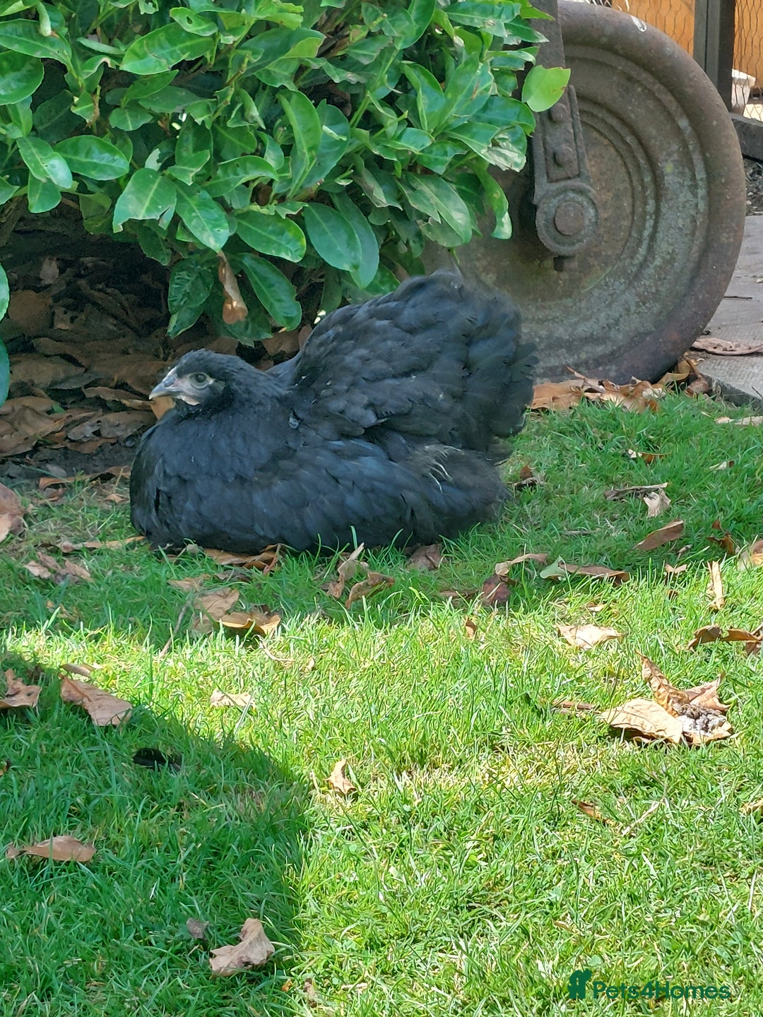 Chickens poultry for sale: Black Orpingtons 1xFemale & 1xMale  - Image 1