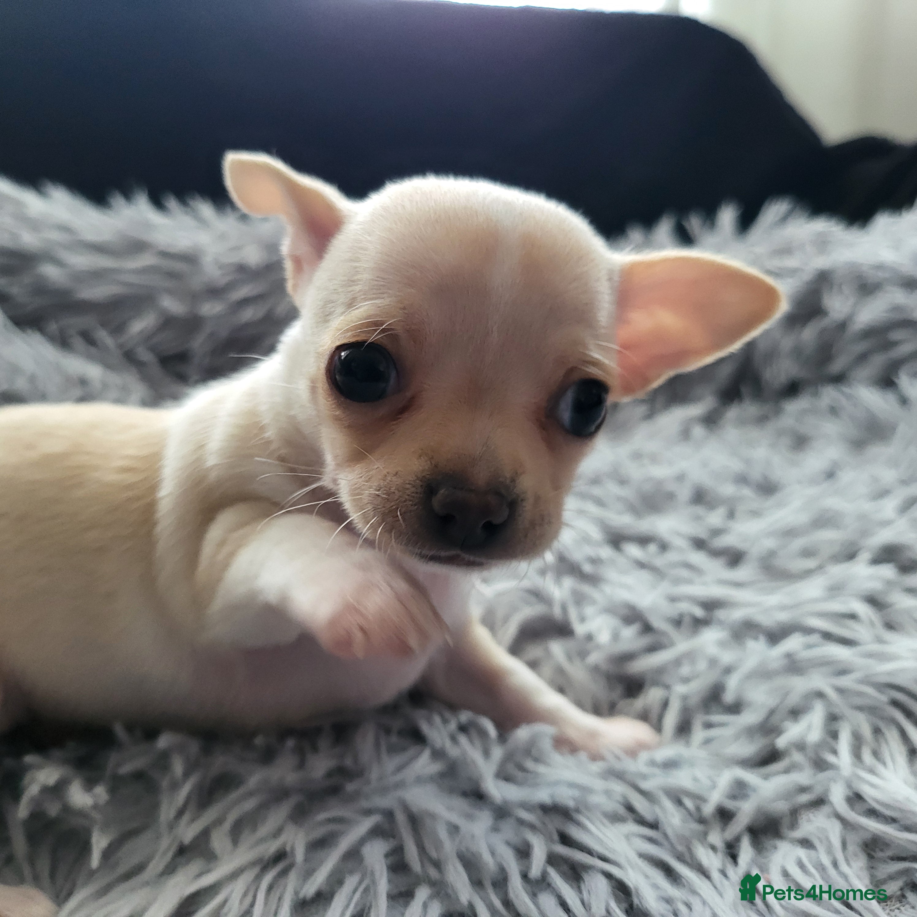 Chihuahua dogs 3 beautiful smooth coat chihuahuas KC registered. - Advert 4