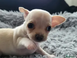 Chihuahua dogs 3 beautiful smooth coat chihuahuas KC registered. - Advert 4