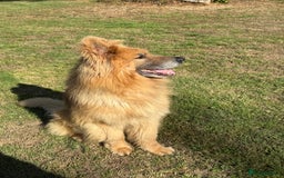 German Shepherd dogs for sale: ❤️KC HEALTH TESTED PARENTS ❤️ - Image 19