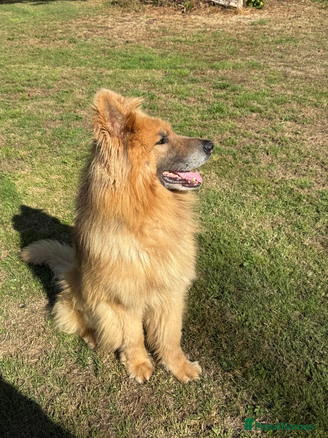 German Shepherd dogs for sale: ❤️KC HEALTH TESTED PARENTS ❤️ - Image 19