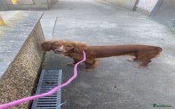 Cocker Spaniel dogs for sale: Red female cocker spaniel  - Image 2