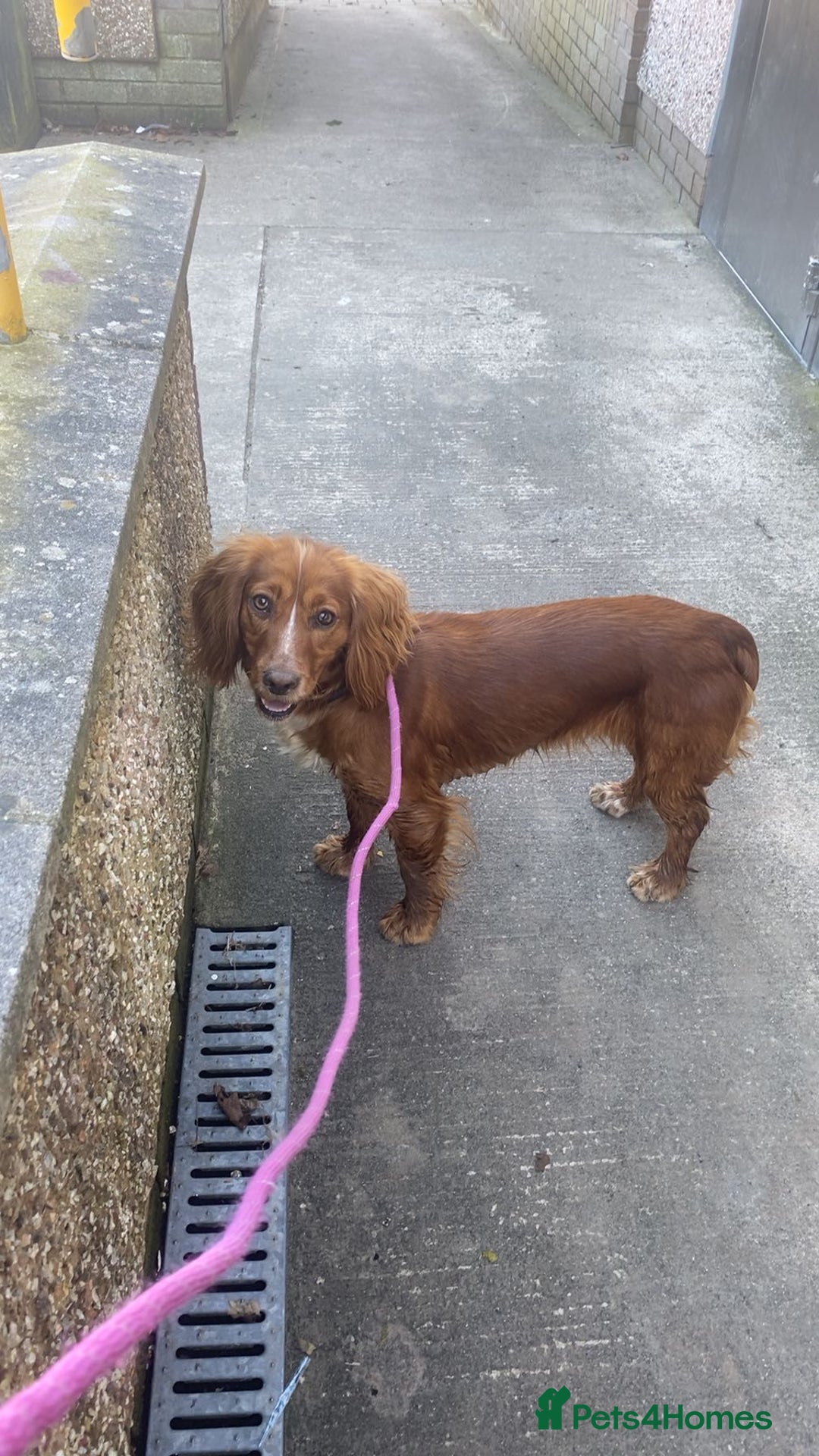 Cocker Spaniel dogs for sale: Red female cocker spaniel  - Image 2