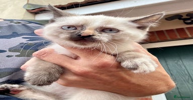 Mixed Breed cats - Advert 14