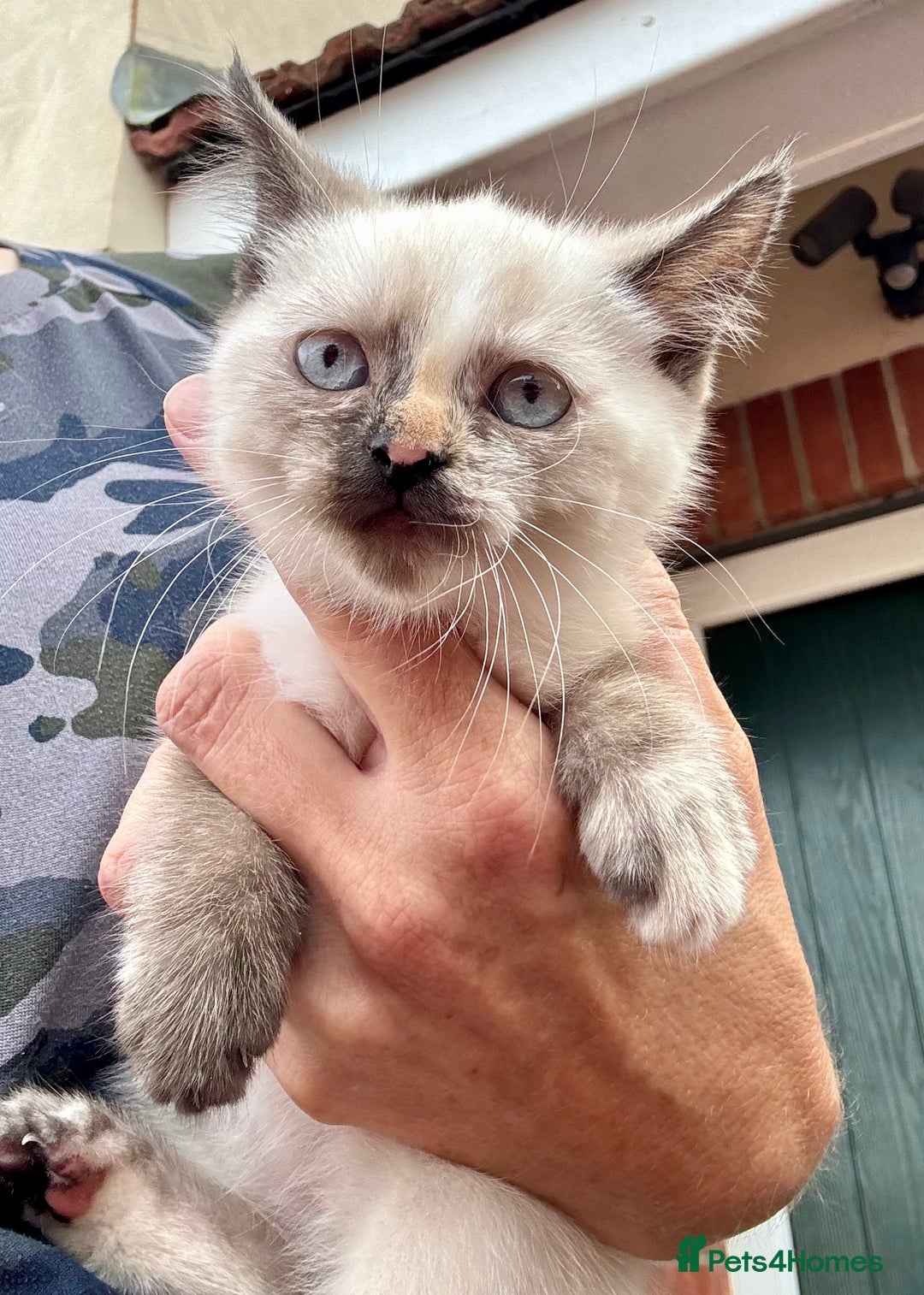 Mixed Breed cats for sale:  Stunning female ragdoll cross kittens  - Image 2
