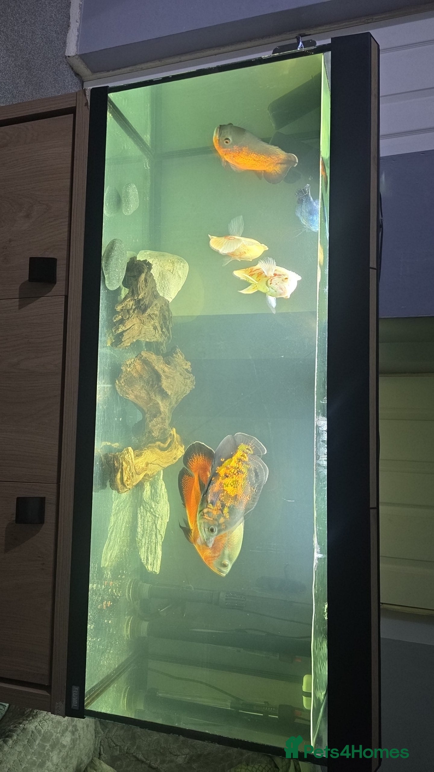Cichlids fish Oscars and tank.  in Worcester - Advert 5