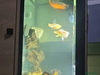 Cichlids fish Oscars and tank. in Worcester - Advert 5