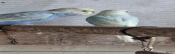 Budgerigars birds for sale: Budgies for sale Birmingham  - Advert 31