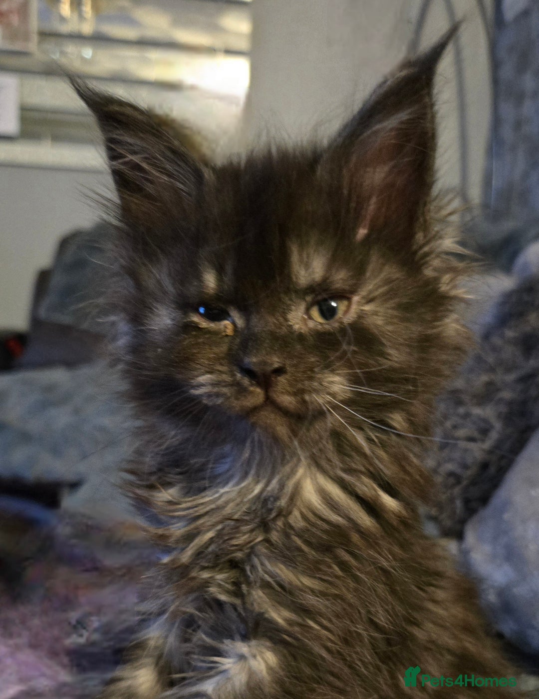 Maine Coon cats for sale: ✨✨ POLLYDACTYL MC  TiCA REG - Advert 1