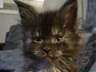 Maine Coon cats ✨✨ blk smoke F 6666 MC TiCA REG Poss active - Advert 4