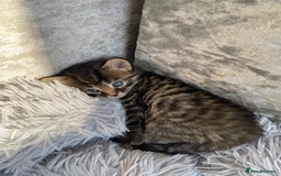 Mixed Breed cats for sale: Gorgeous long haired male female kittens - Image 6
