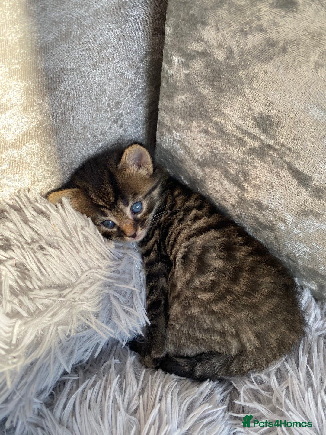 Mixed Breed cats for sale: Gorgeous long haired male female kittens - Image 6