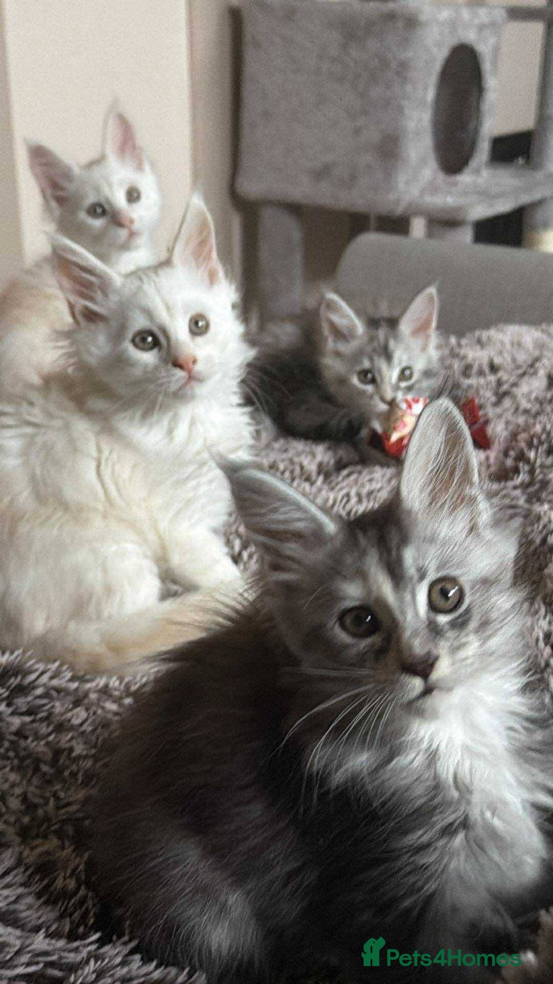 Maine Coon cats for sale: Beautiful Maine Coon Kittens - Advert 7