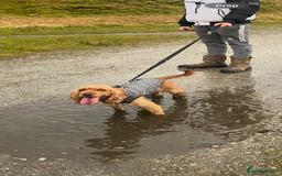 Cocker Spaniel dogs for sale: Meet Daisy – looking for her forever home❤️ - Advert 12