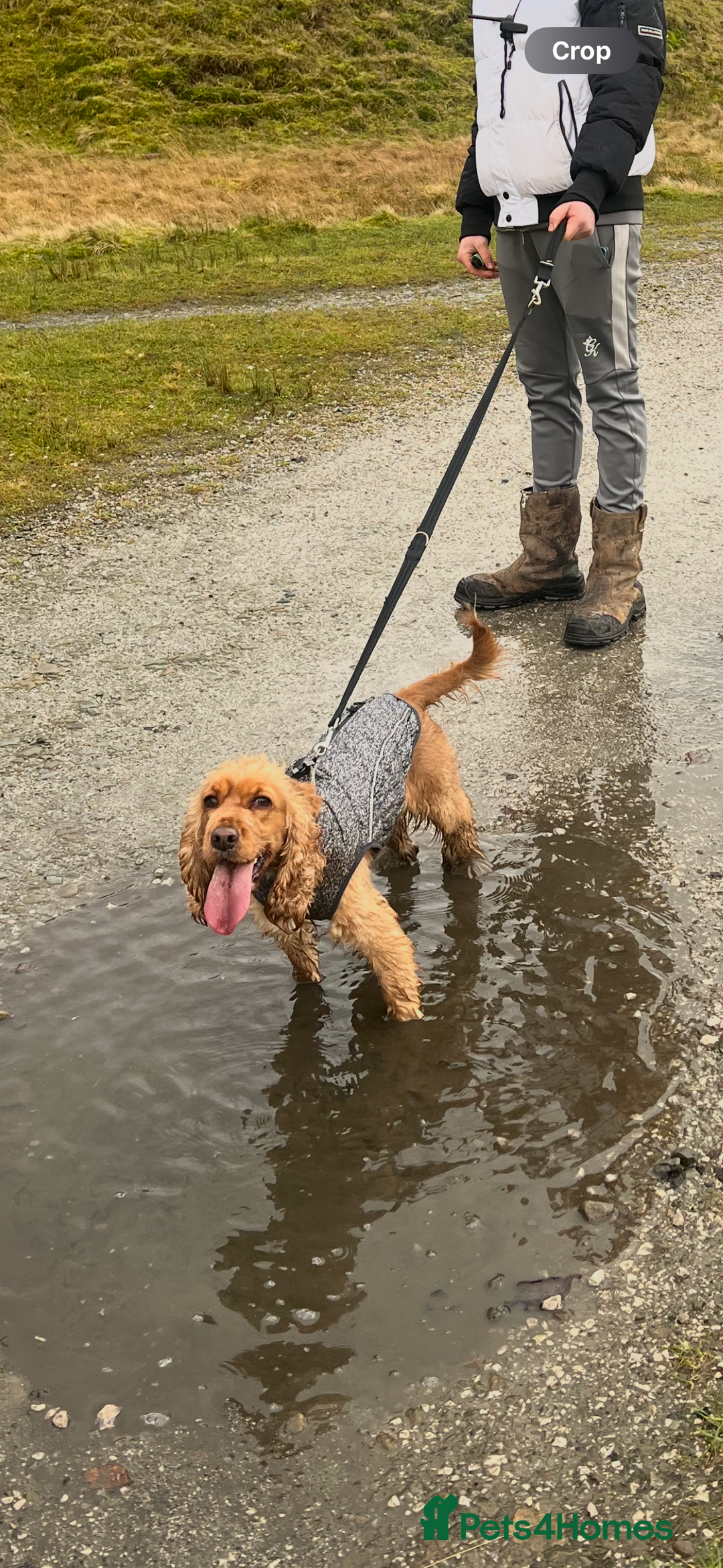Cocker Spaniel dogs for sale: Meet Daisy – looking for her forever home❤️ - Advert 12
