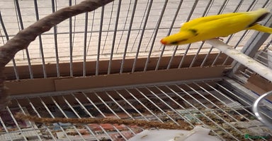 Parakeets birds - Advert 4