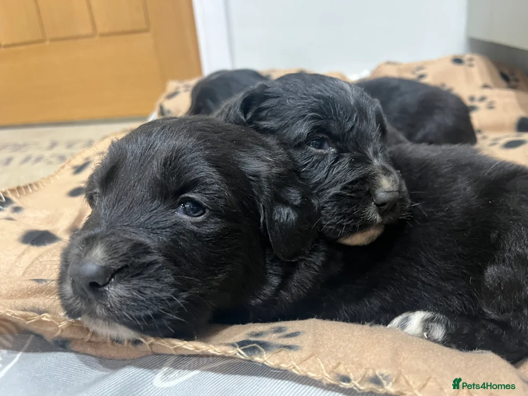 Golden Retriever dogs for sale: Beautiful Bernese Mountain Dog x Golden Retrievers - Advert 15