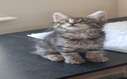 Maine Coon cats for sale: Ready to go now, Maine coon kittens - Image 10