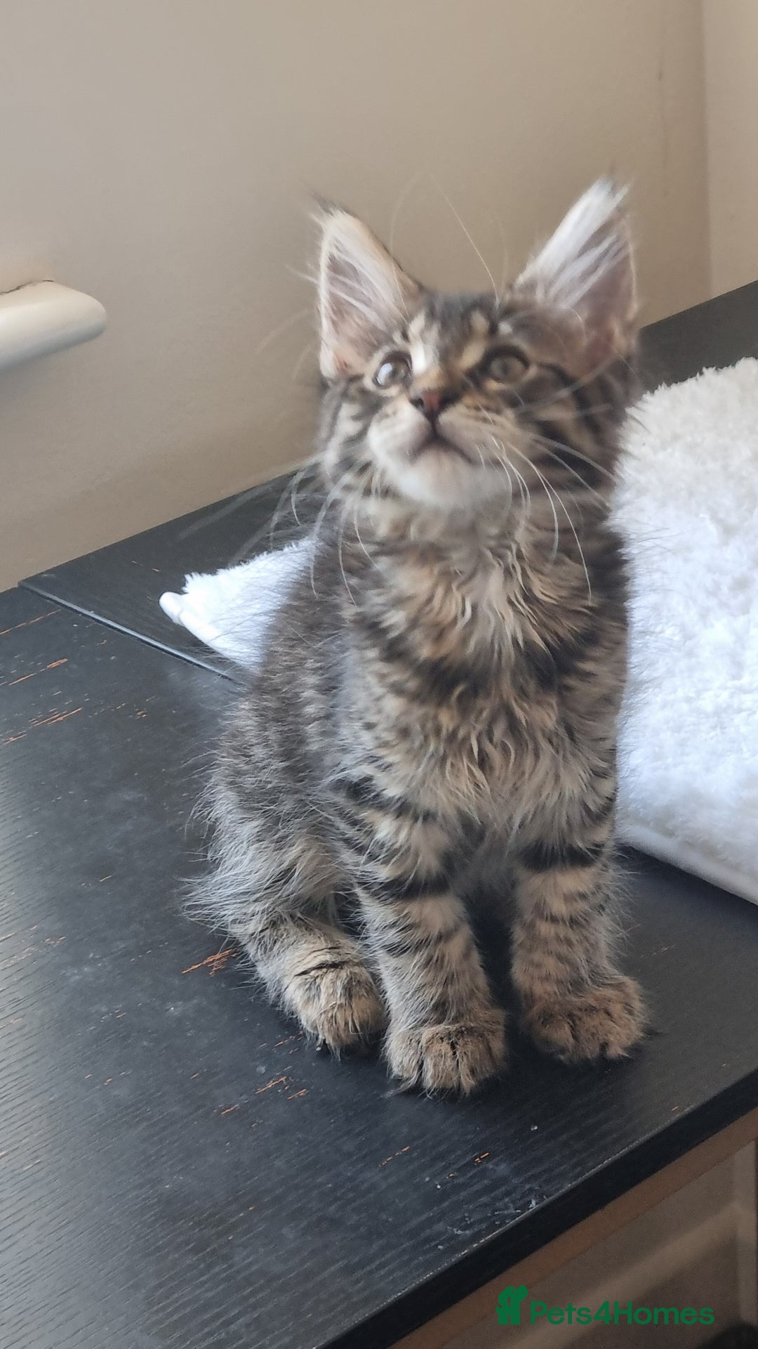 Maine Coon cats for sale: Ready to go now, Maine coon kittens - Image 10