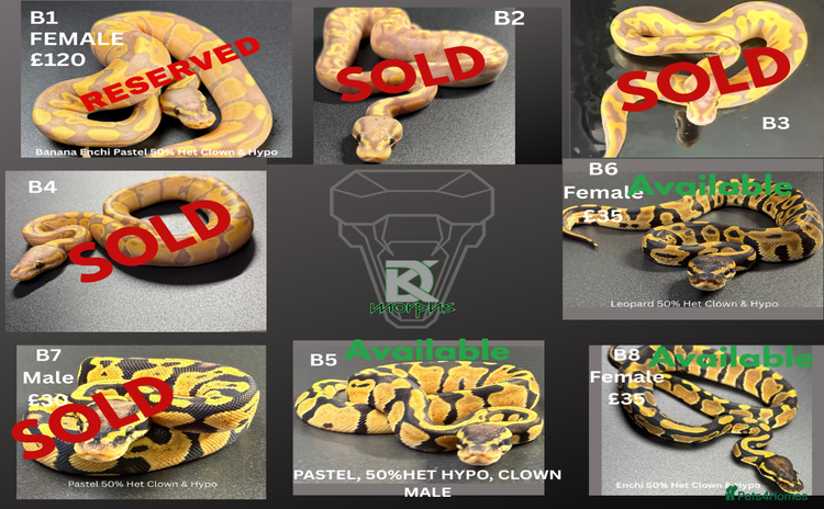 Python Snake reptiles **Only 3 Left ** Ball Python Hatchlings - Advert 1